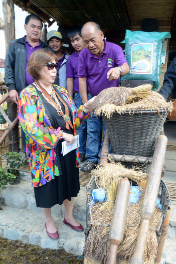 Kibungan Mayor Cesar Molitas show to Tourism Undersecretary Alma Rita Jimenez the heirloom rice grains being grown in the municipality during the latter’s visit to the Benguet Tourism and Cultural Village in Wangal, La Trinidad, Benguet last February, 2017. (March 5, 2017) REDJIE MELVIC CAWIS, PIA-CAR.