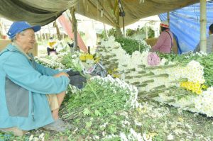PASSION. Flowers still inspire this Lamut, La Trinidad, Benguet farmer despite the low price of the product in the market. (April 16, 2017) JOSEPH B. MANZANO