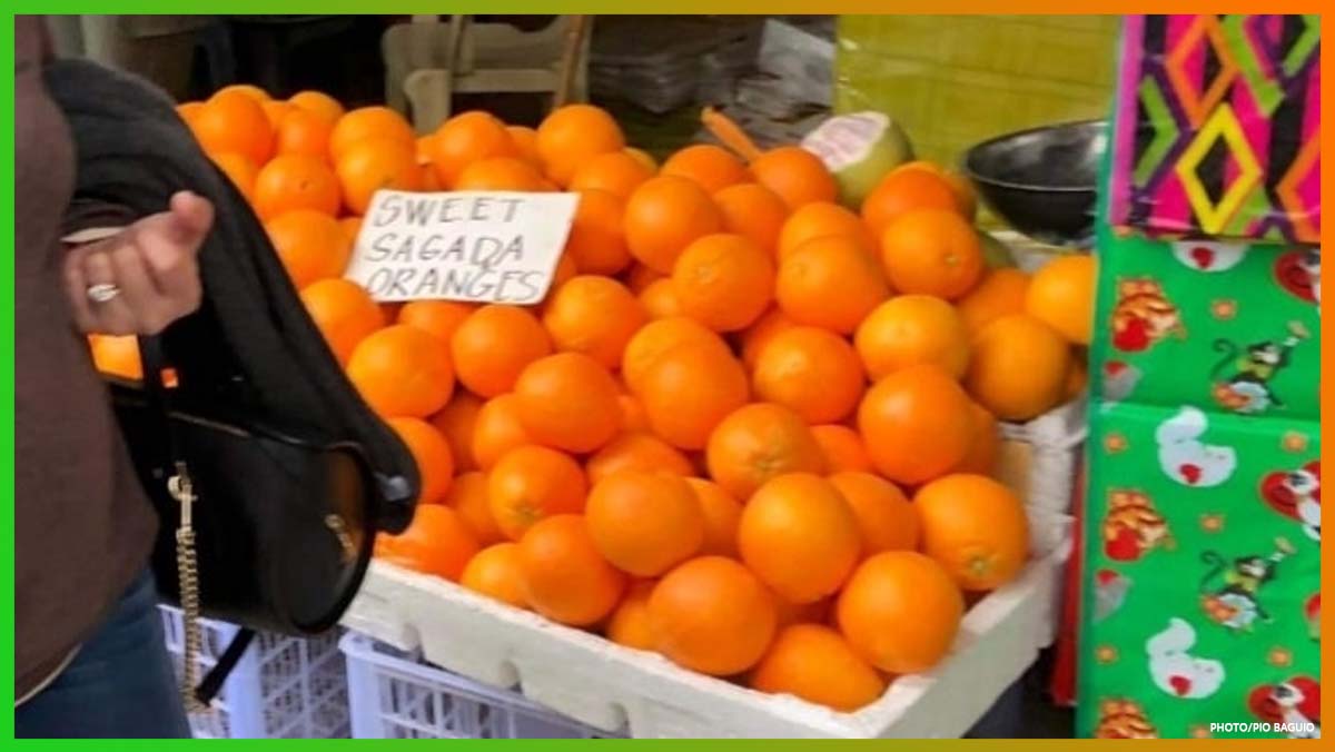 Sagada mayor slams deceptive use of produced oranges - HERALD EXPRESS |  News in Cordillera and Northern Luzon