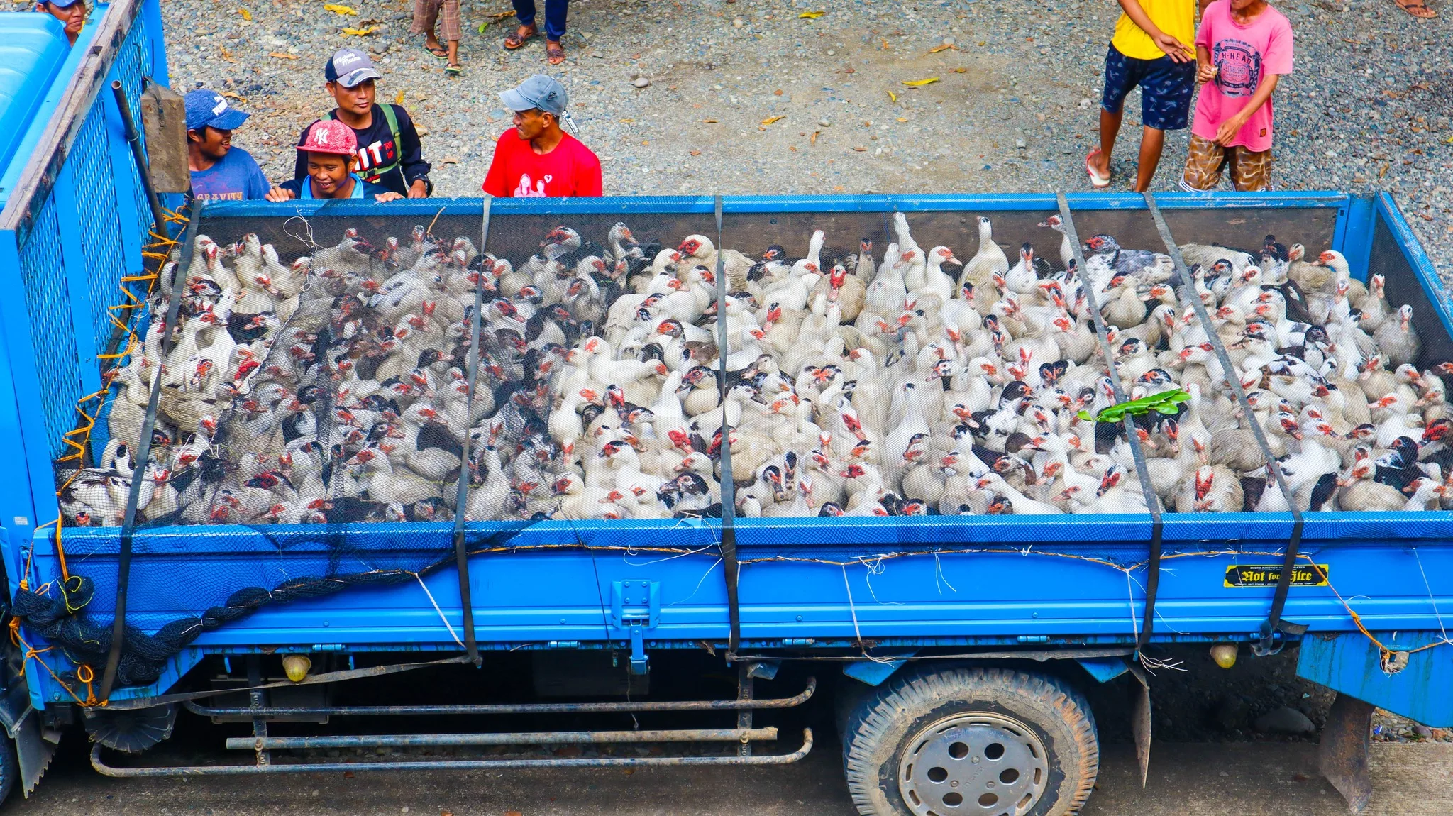 Apayao distributes ducks as supplement to nutritional needs